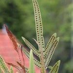 Polypodium interjectumBlatt