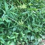 Cyperus strigosus 整株植物