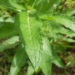 Verbascum virgatumLeaf