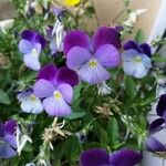 Viola × williamsii Flor