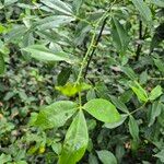 Zanthoxylum asiaticum पत्ता