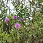 Melaleuca nesophilaFlower