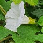 Calystegia silvatica Çiçek