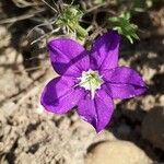 Legousia speculum-veneris Flower