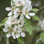 Pyrus nivalisKwiat