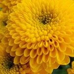Chrysanthemum indicum 花