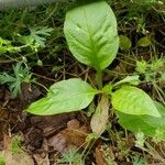 Pyrola elliptica Лист