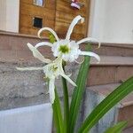 Pancratium maritimum Flower