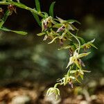 Epipactis leptochila Flower