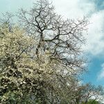 Prunus domestica Flower