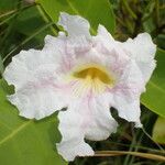 Tabebuia heterophylla Flower