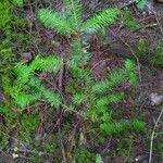 Abies balsamea 叶