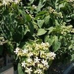 Clerodendron trichotomum 花