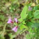 Desmodium canadense Blüte