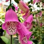 Digitalis thapsi Pokrój