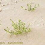 Corispermum pallasii Other