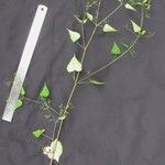 Spananthe paniculata 其他