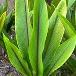 Curcuma zedoaria Folha