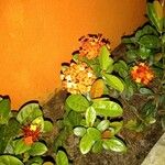 Ixora coccineaКветка