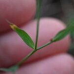 Linum corymbulosum Leaf