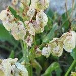 Rumex vesicarius Froito