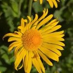 Doronicum grandiflorumBlomst