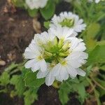 Scaevola aemula Floare