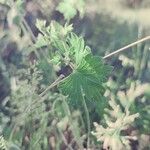 Geranium viscosissimum Leaf
