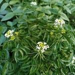 Rorippa nasturtium-aquaticum Virág