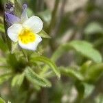 Viola kitaibeliana Flor