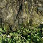 Cardamine oligosperma Habitat