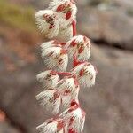 Elaeocarpus variabilis Flor