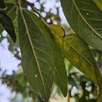 Cotoneaster frigidus Folha