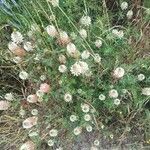 Trifolium vesiculosum Habitus