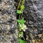 Cochlearia officinalis Habit