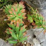 Rhodiola rosea Лист