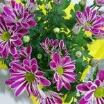 Chrysanthemum indicum Cvet