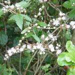 Cyrtocymura scorpioides Flower