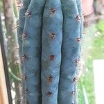 Trichocereus macrogonus Leaf