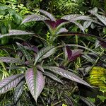 Strobilanthes auriculata Plante entière