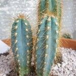 Pilosocereus pachycladus Hostoa