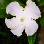 Brunfelsia americana Flower