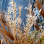 Miscanthus sacchariflorus Φρούτο