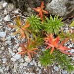 Saxifraga aizoides Folha