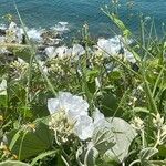 Ipomoea arborescens Flower