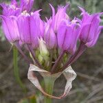 Allium acuminatum Kukka