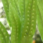Lepisorus excavatus 花