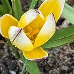 Tulipa turkestanica Flor