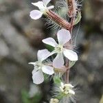 Silene gallica Blüte