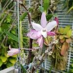 Dendrobium moniliforme Květ